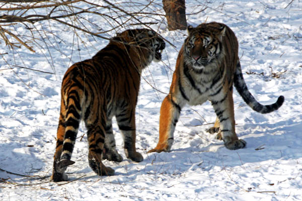 winter trip to Siberian tiger Harbin